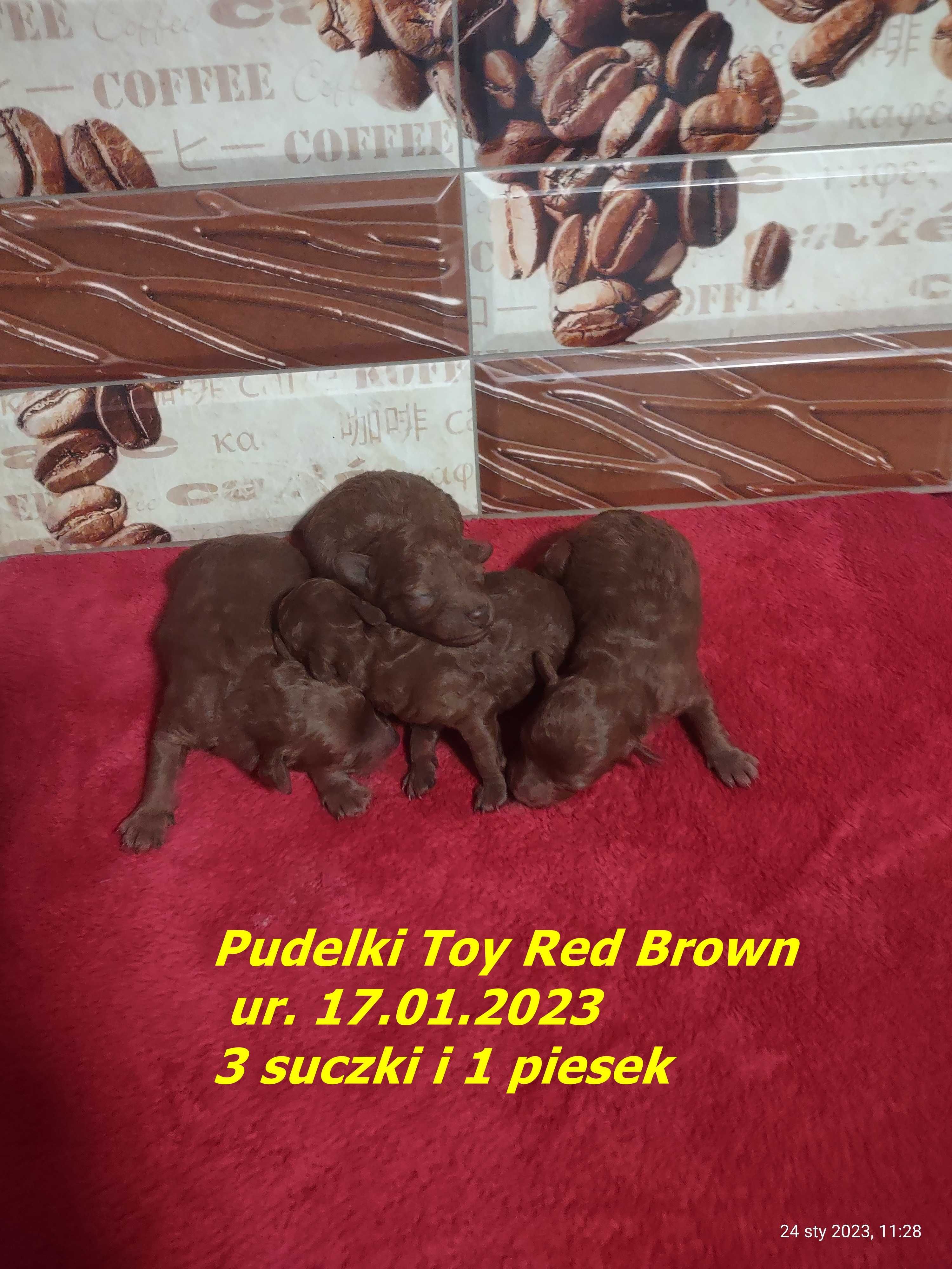 Reproduktor Pudel Toy Red Brown 1.80kg, 2.60kg  CHINY FCI