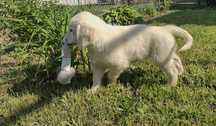 Golden Retriever suczka ZKwP/FCI