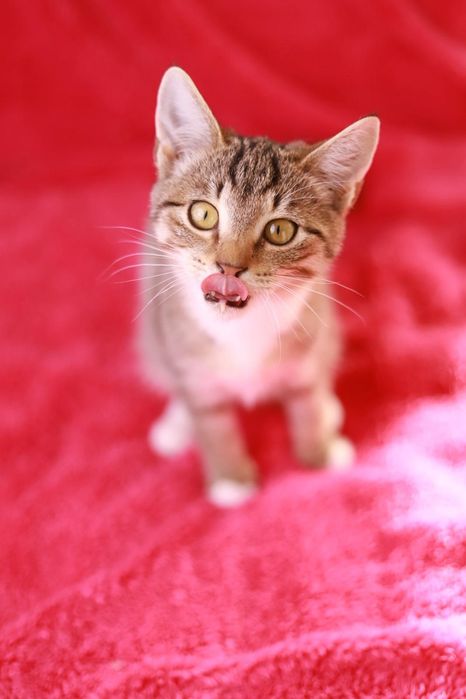 Fikuś - zabawowy i towarzyski kociak czeka na nowy dom