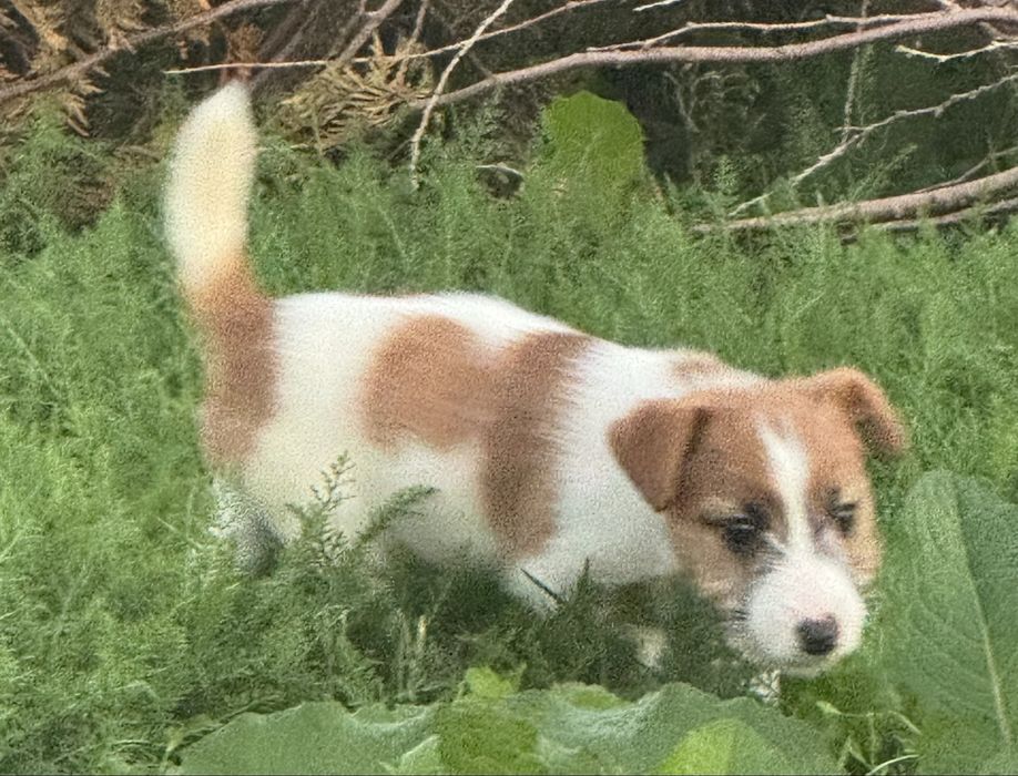 Jack Russell Terrier FCI