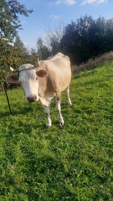 Продам Милашку дуже гарну