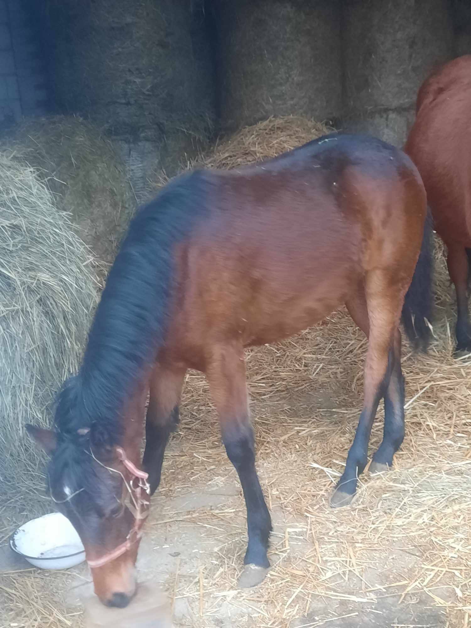 Źrebica 7 miesięcy