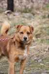 Pies do adopcji. Rudy. Oddam psa