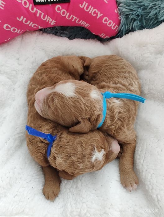 Mini Goldendoodle F1b Chłopczyk