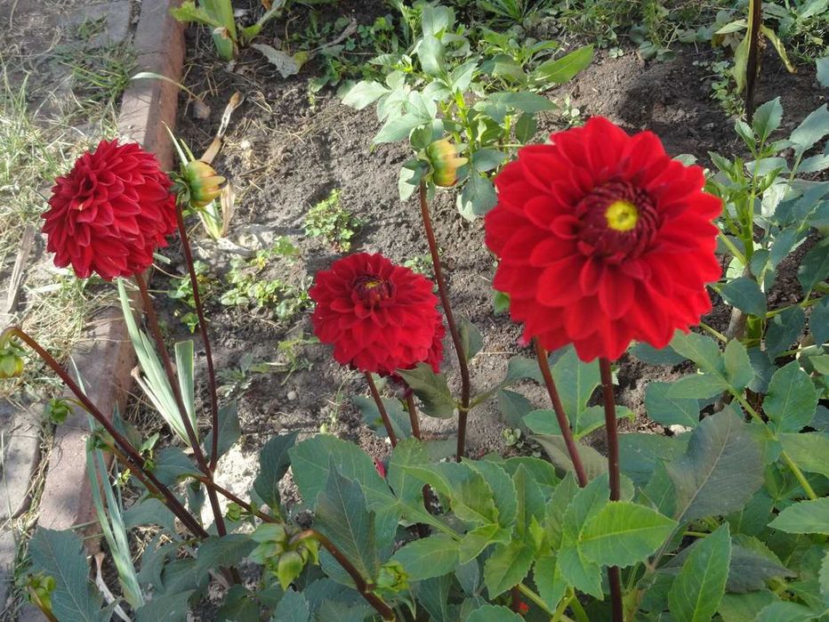 жоржини/георгіни (білі і червоні)