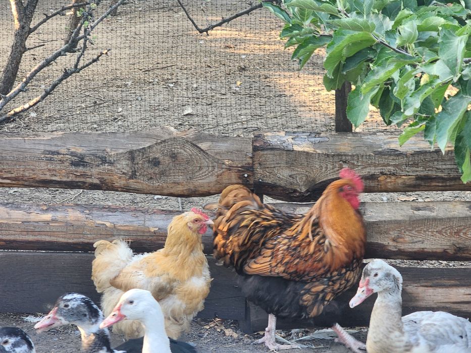 Продам курей породи оргпінгтон