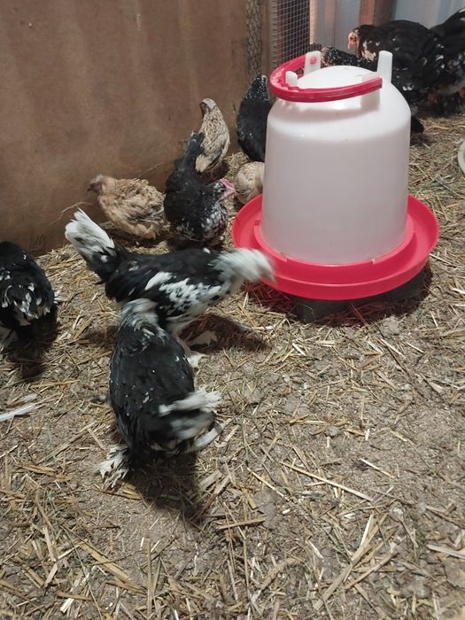 Karzełki łapciate brodate