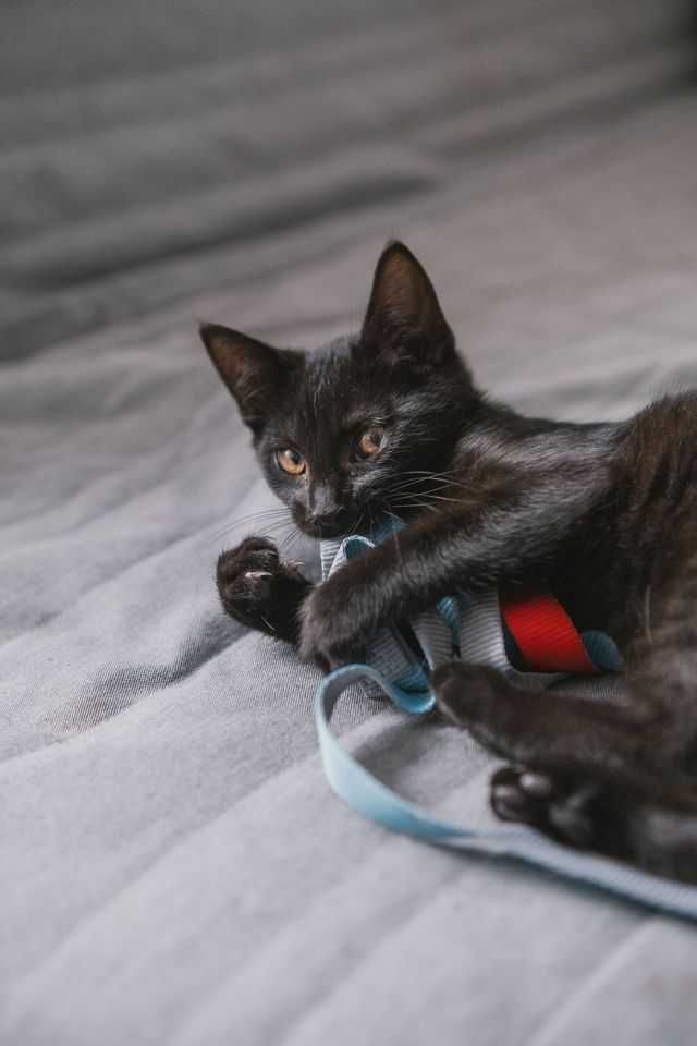 cudne maluchy rozne do adopcji