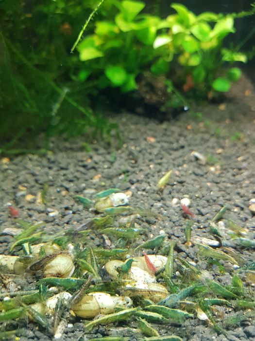 Krewetka green jade krewetki