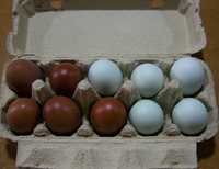 marans jaja lęgowe