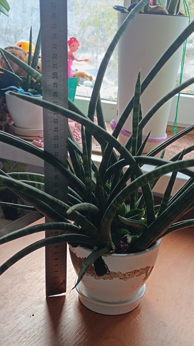 Продам квіти самовивіз Полтава по 100 гривень