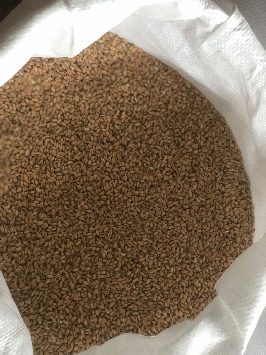 Продам пшеницю 12 грн