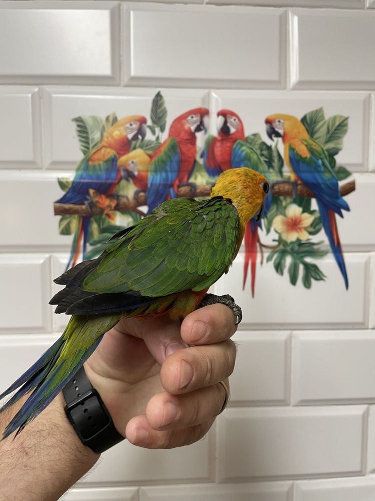 Aves cridas a mao e para criar a mao