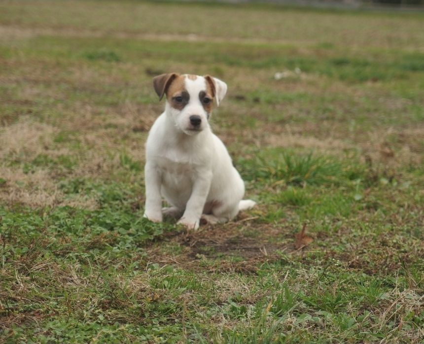Jack russell  FCI Suczka