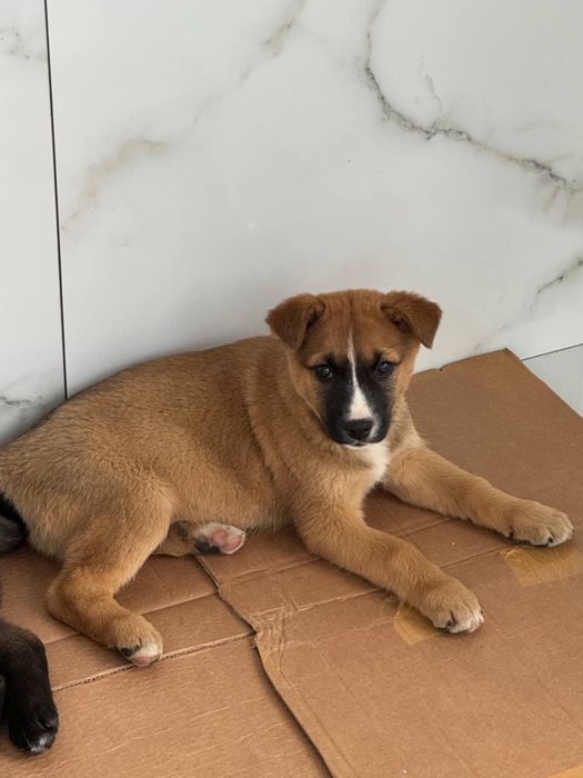 Собачки в пошуках родини