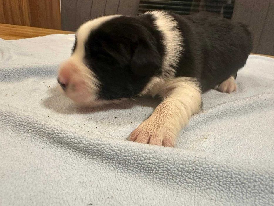 Border Collie suczka biało czarna