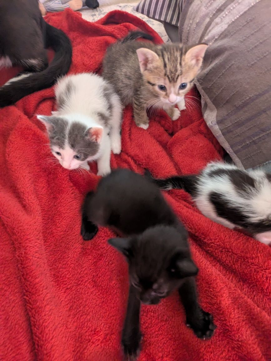 Gatos bebé, com 2 meses