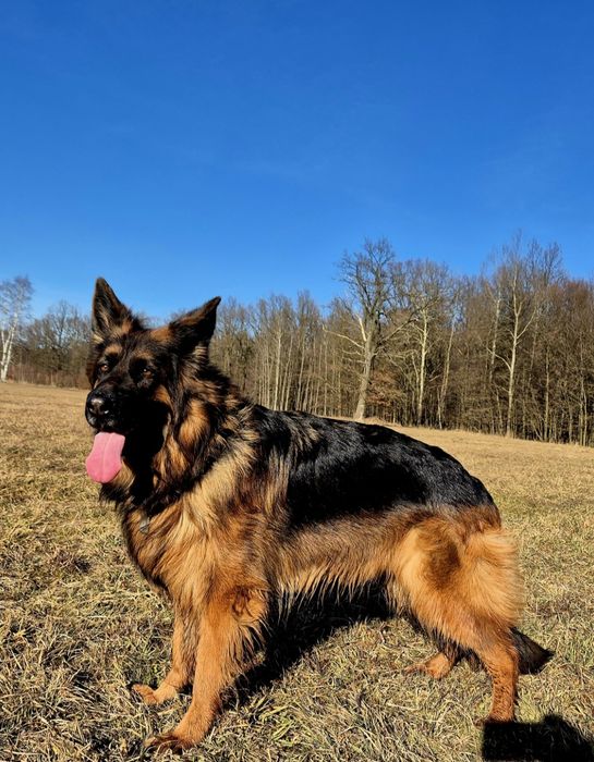 Owczarki niemieckie długowłose szczeniaki