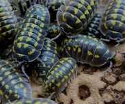 Armadillidium gestroi - 20 SZT.