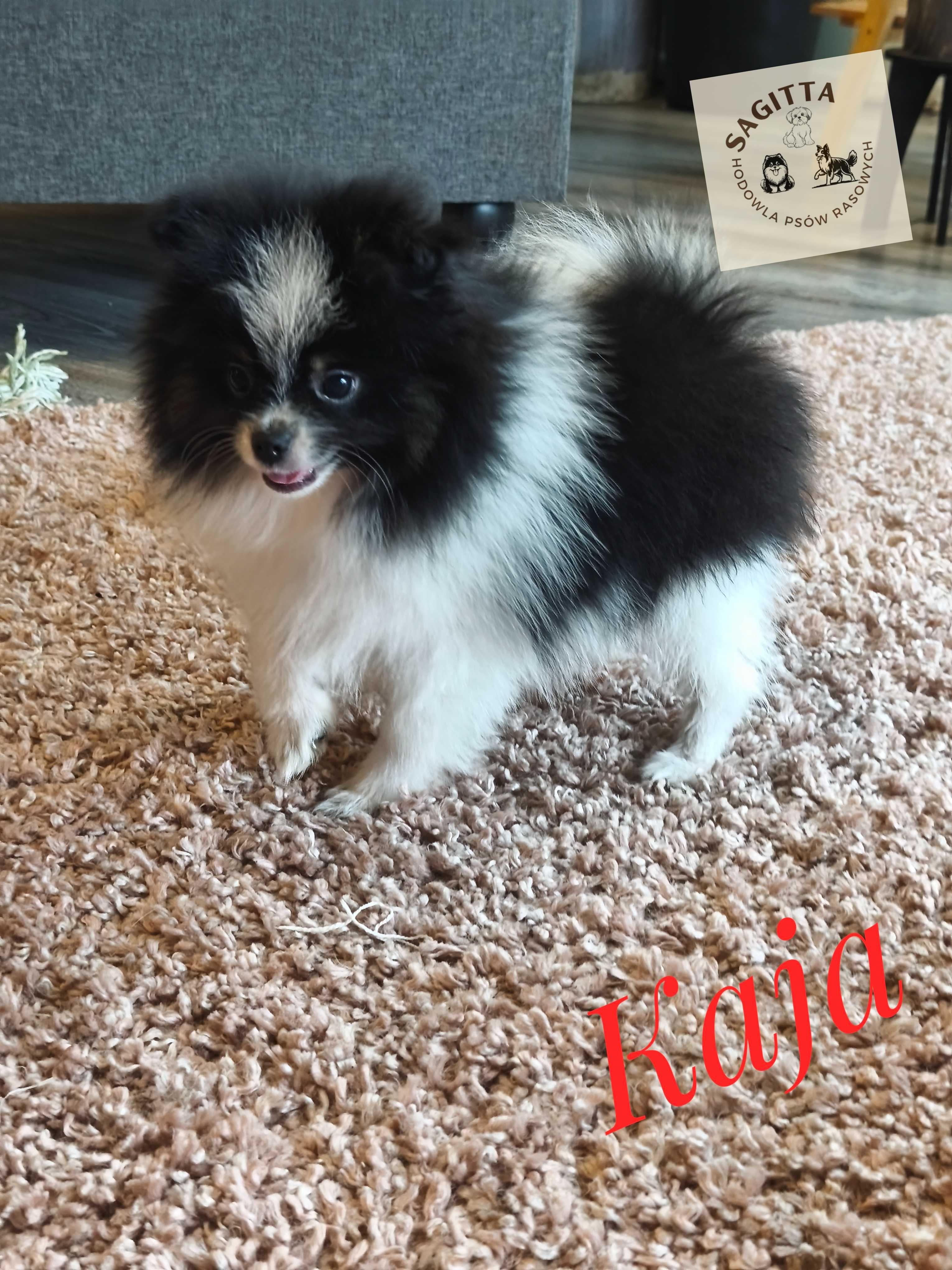Szpic miniaturowy - pomeranian - Kaja ślicznotka