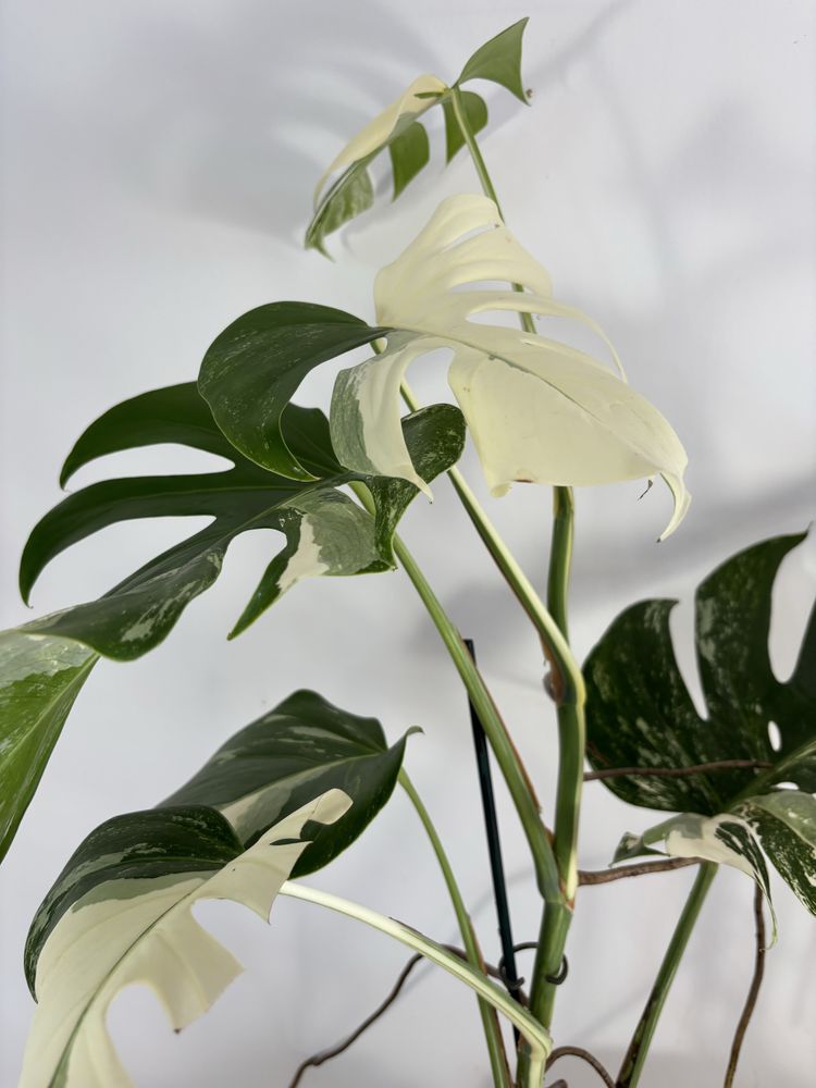 Monstera variegata MV28XXL