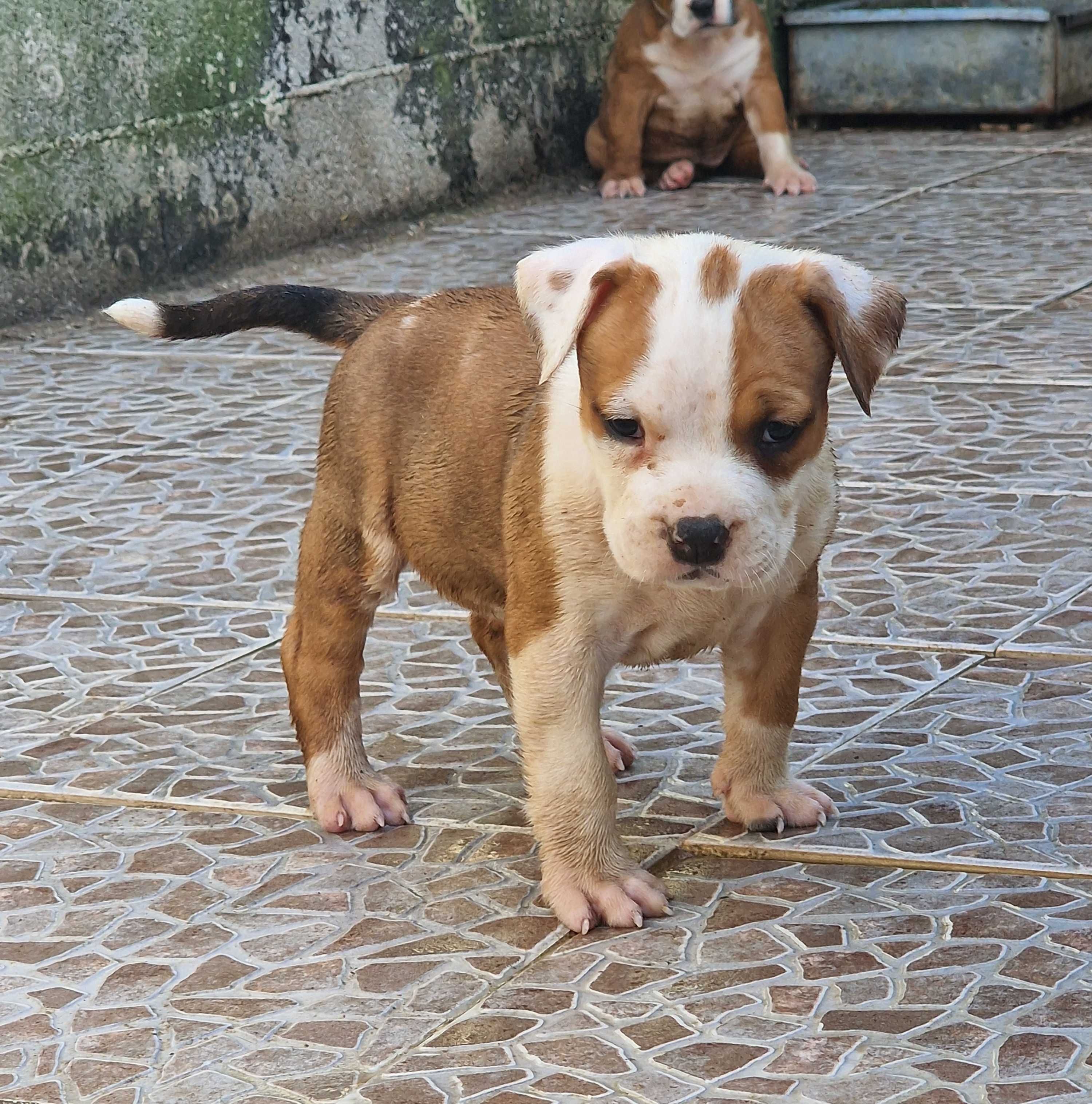 AMERICAN STAFFORDSHIRE TERRIER Canil Of Greatwarriors
