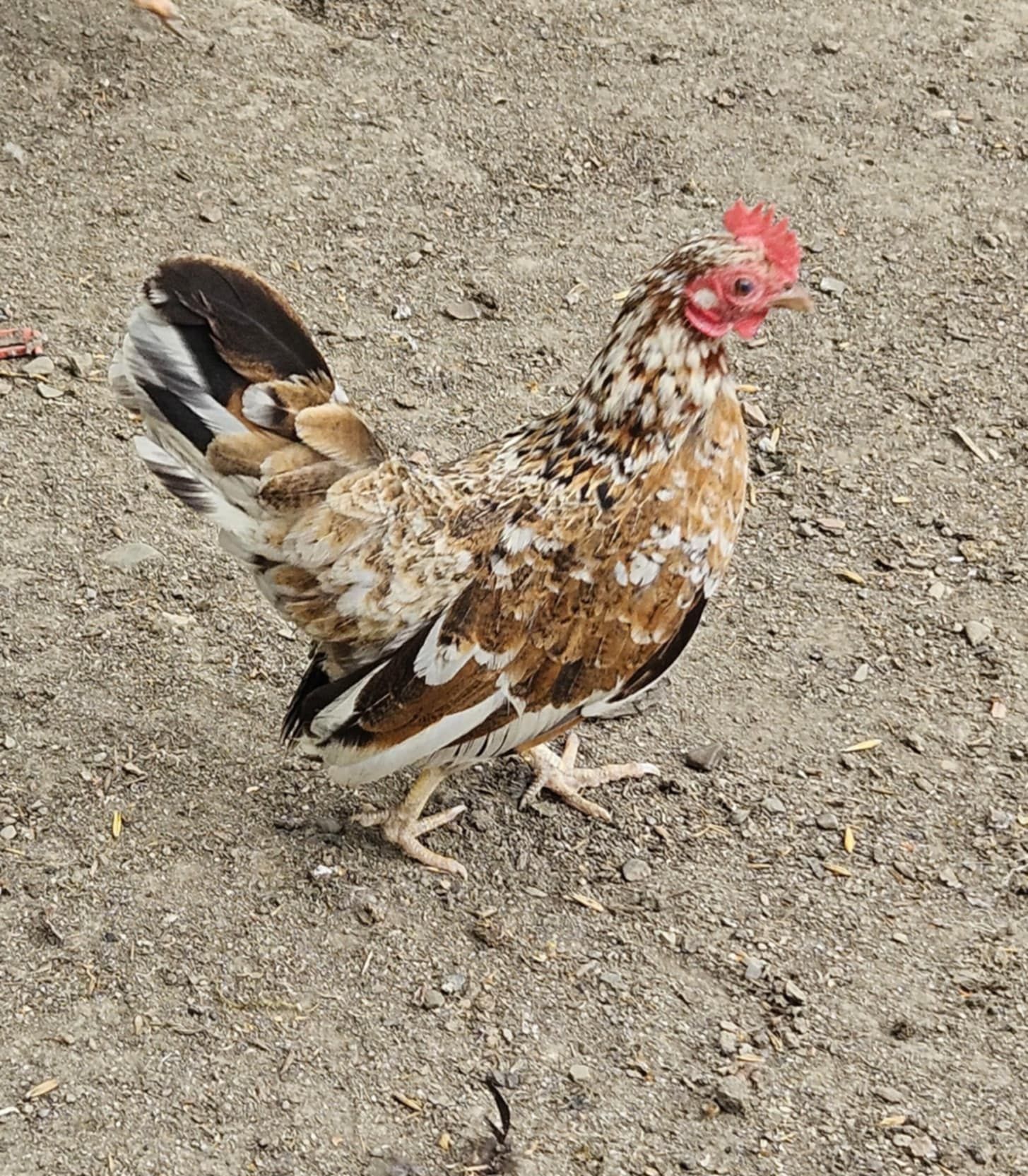 Kury liliputki sprzedam
