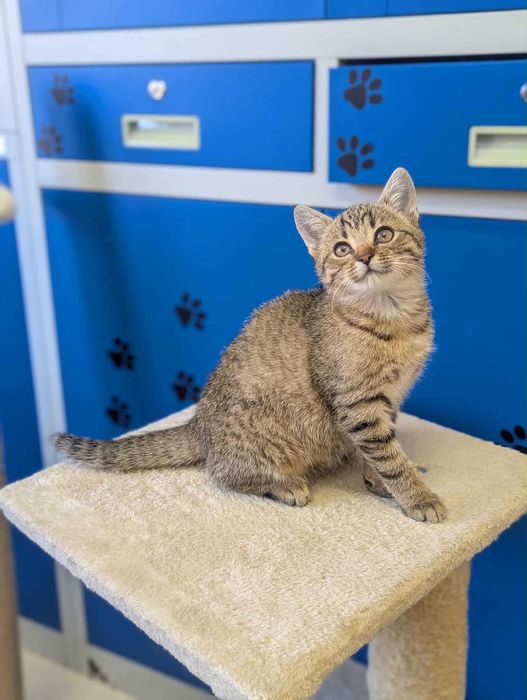 MILI - Schronisko dla Zwierząt w Ostródzie