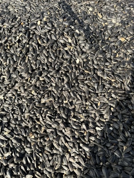 Słonecznik , ziarno , nasiona , gołębie, pokarm