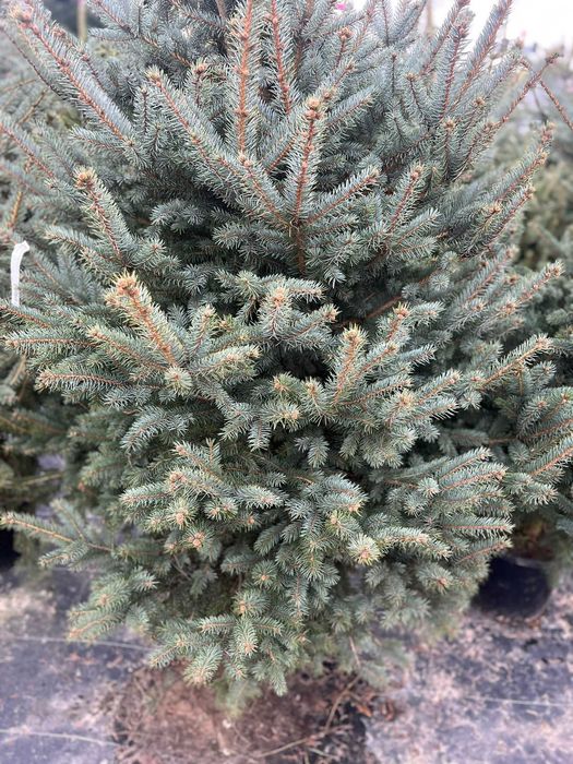 Świerk srebrny 160/180 cm  w doniczce od Producenta