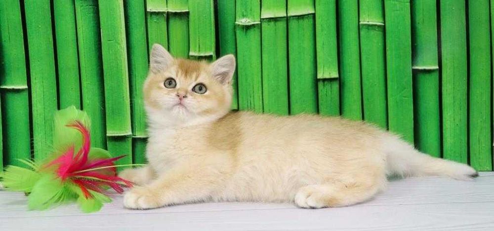 Охайний та ласкавий кошенятко. Золотий та с зеленими очима.