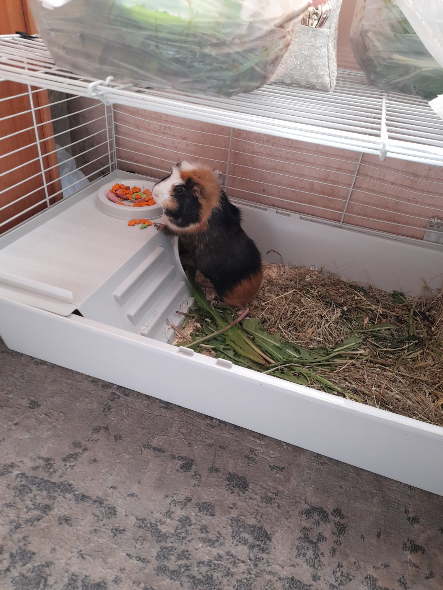 Świnka Morska Rozetka.