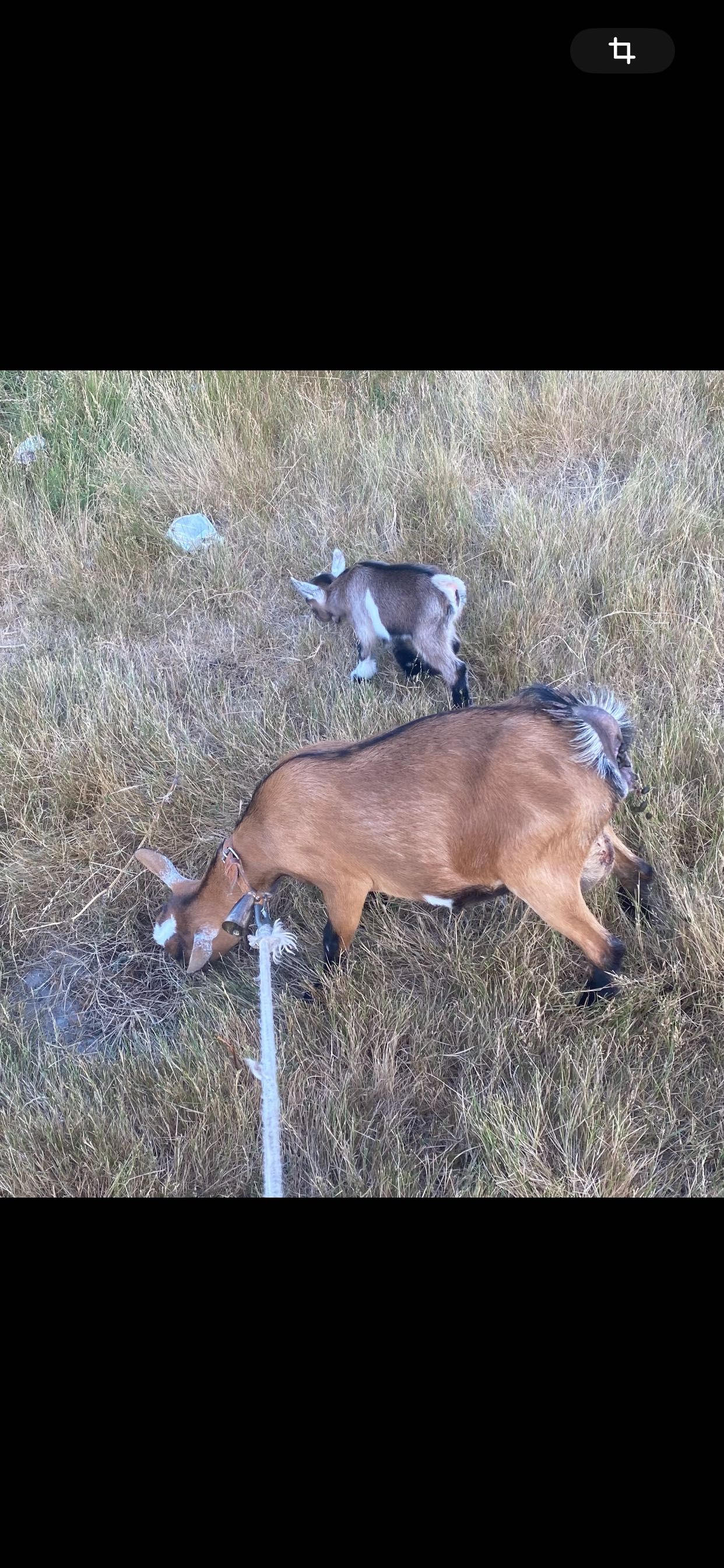 Vendo cabras amas mochas