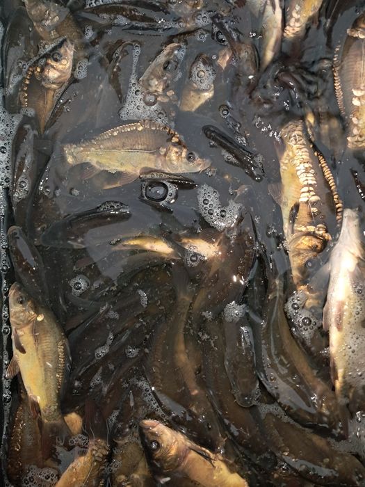 Amur kroczek narybek 15-20cm karp, lin