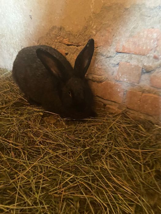 Кролиць  Полтавське Срібло