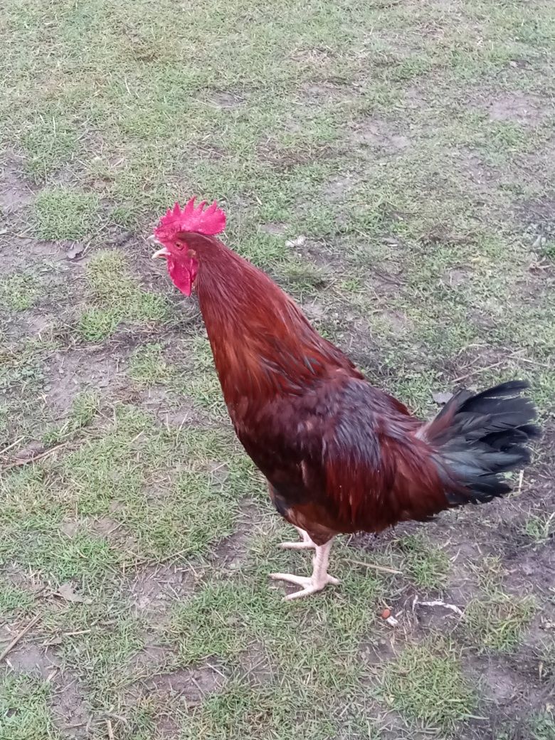 Indyki kaczki i,perlice.gęsi.