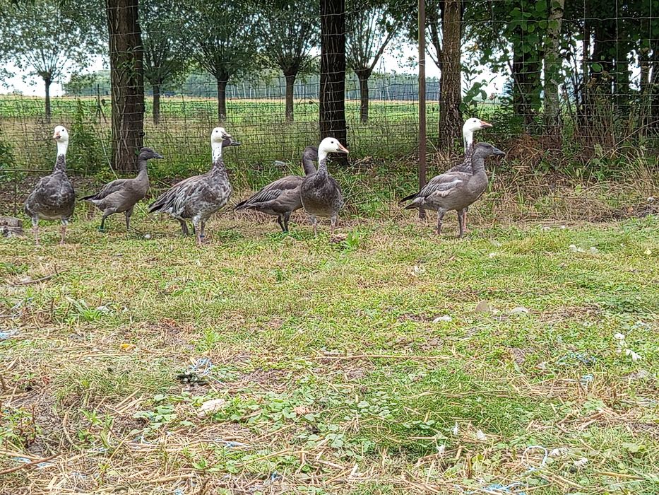 Sprzedam gęsi śnieżyce