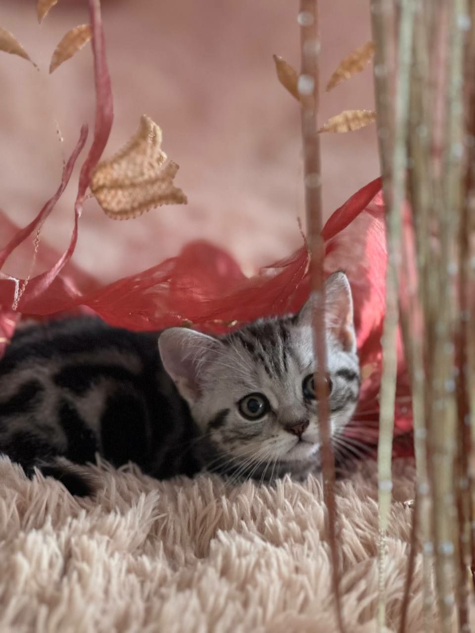 Мраморная кошечка