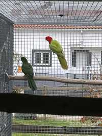Casal Australian king Parrot Diluido
