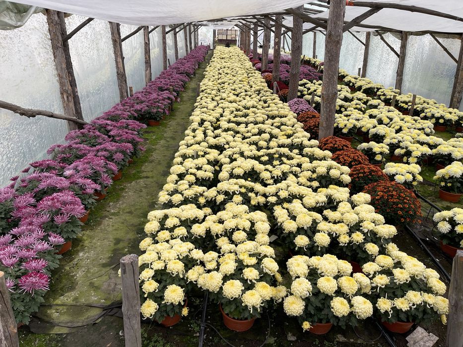 Chryzantemy dąbki kwiaty