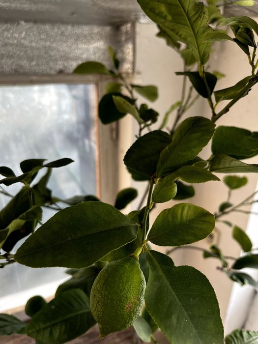 Продам цитрусове дерево (Лимон) 144 см - висота