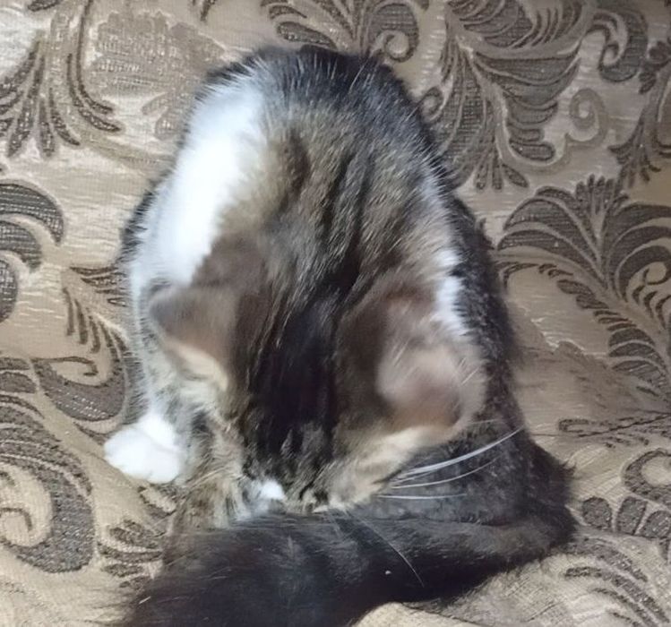 Красавчик котёнок, мальчик, июнь