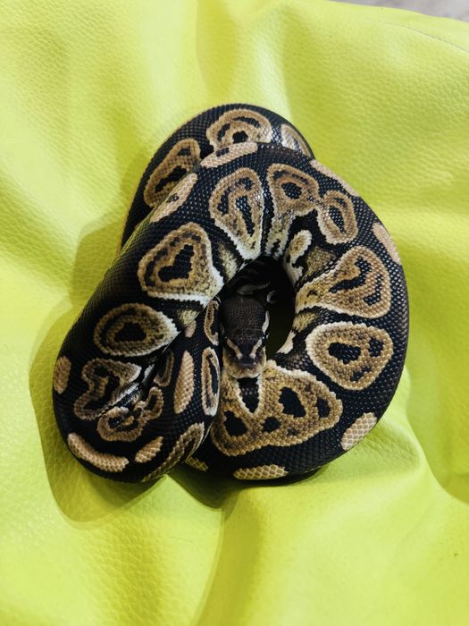 Wąż nie zbozowy, samica black pastel pied