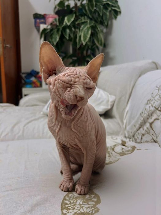 Sphynx pronto a sair