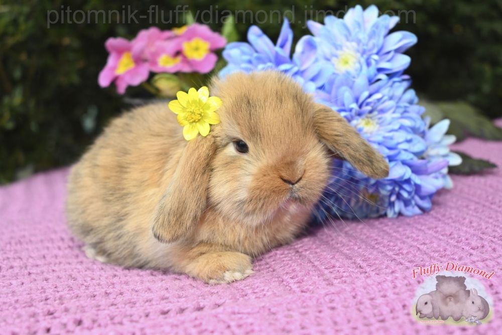 Висловухі кролики NHD. Роскішні кроленята з розплідника. Великий вибір