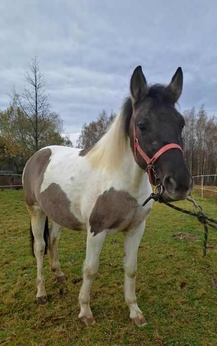 Sprzedam klacz w typie huculskim