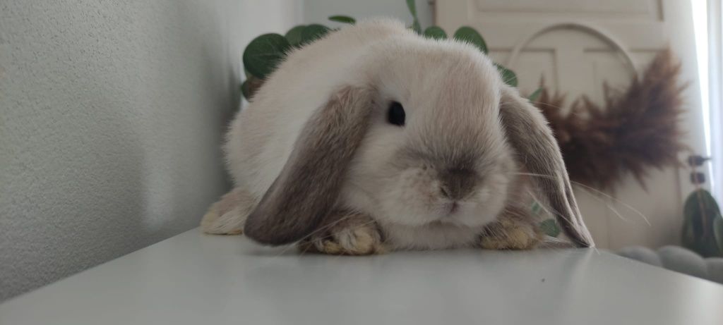 Mini Lop królik gotowe do odbioru