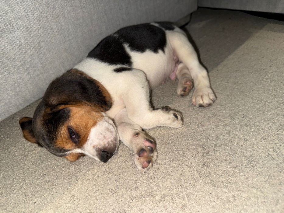 Beagle Tricolor Vacinado