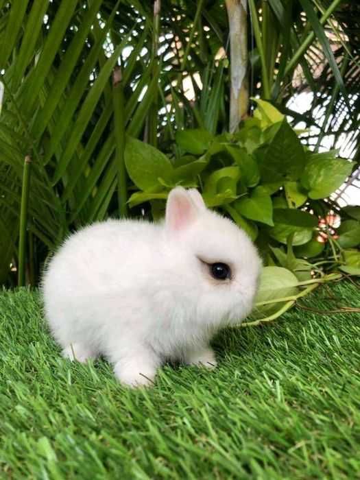 Coelhos anões mini +Gaiola Nova +alimentação adequada