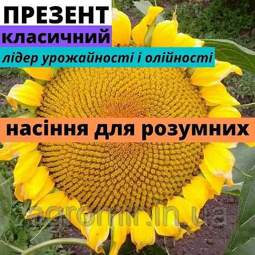 Насіння соняшнику Презент АМ перше покоління від АФ НПП АГРОМИР